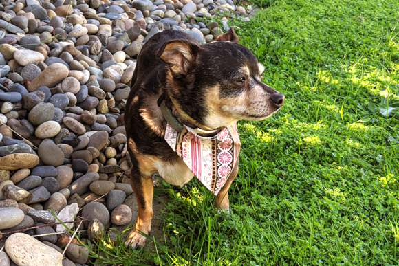 Review: ITH Pet Collar Bandana Slider Applique